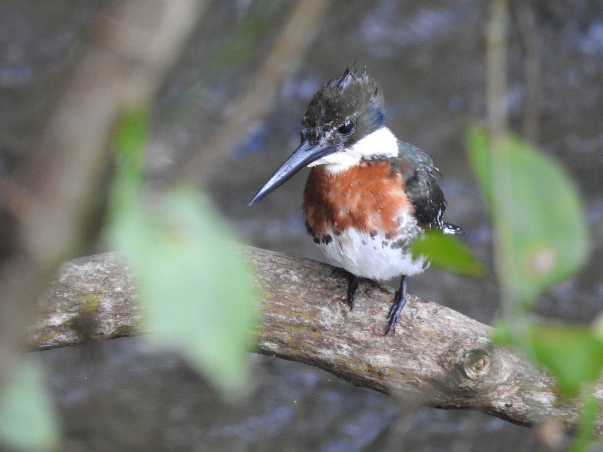 Green Kingfisher - ML640488185