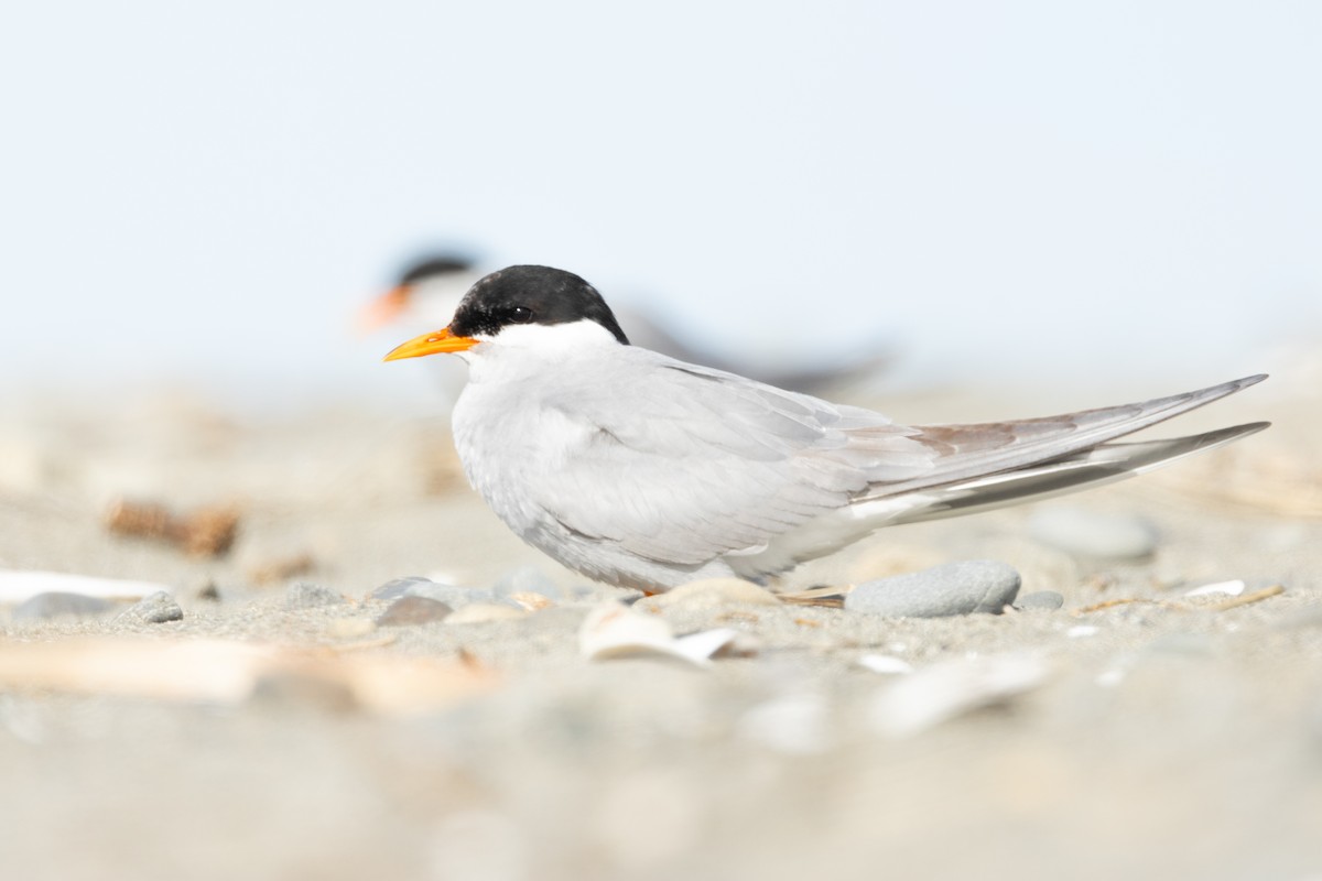 Black-fronted Tern - ML640488226