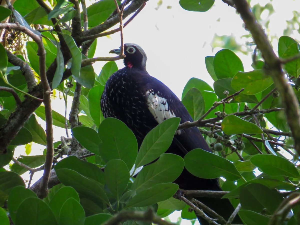 Black-fronted Piping-Guan - ML640488253