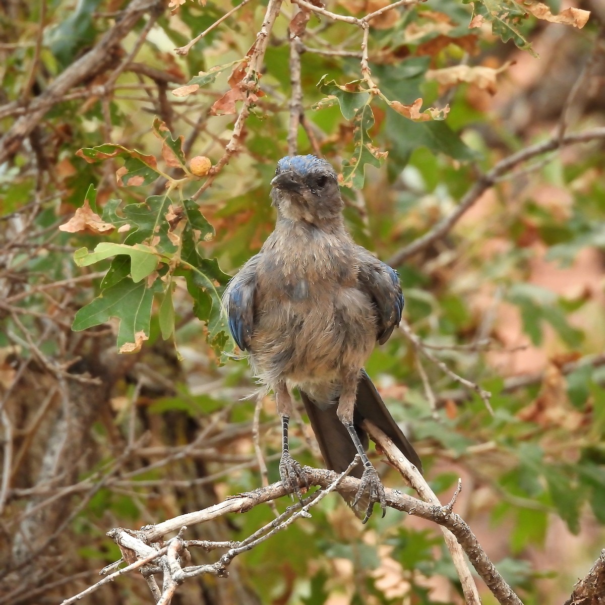Woodhouse's Scrub-Jay - ML640488420