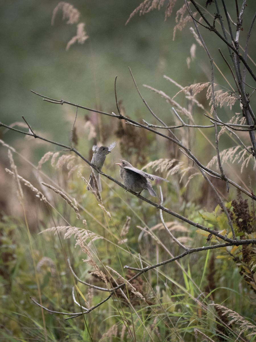 Willow Flycatcher - ML640488496