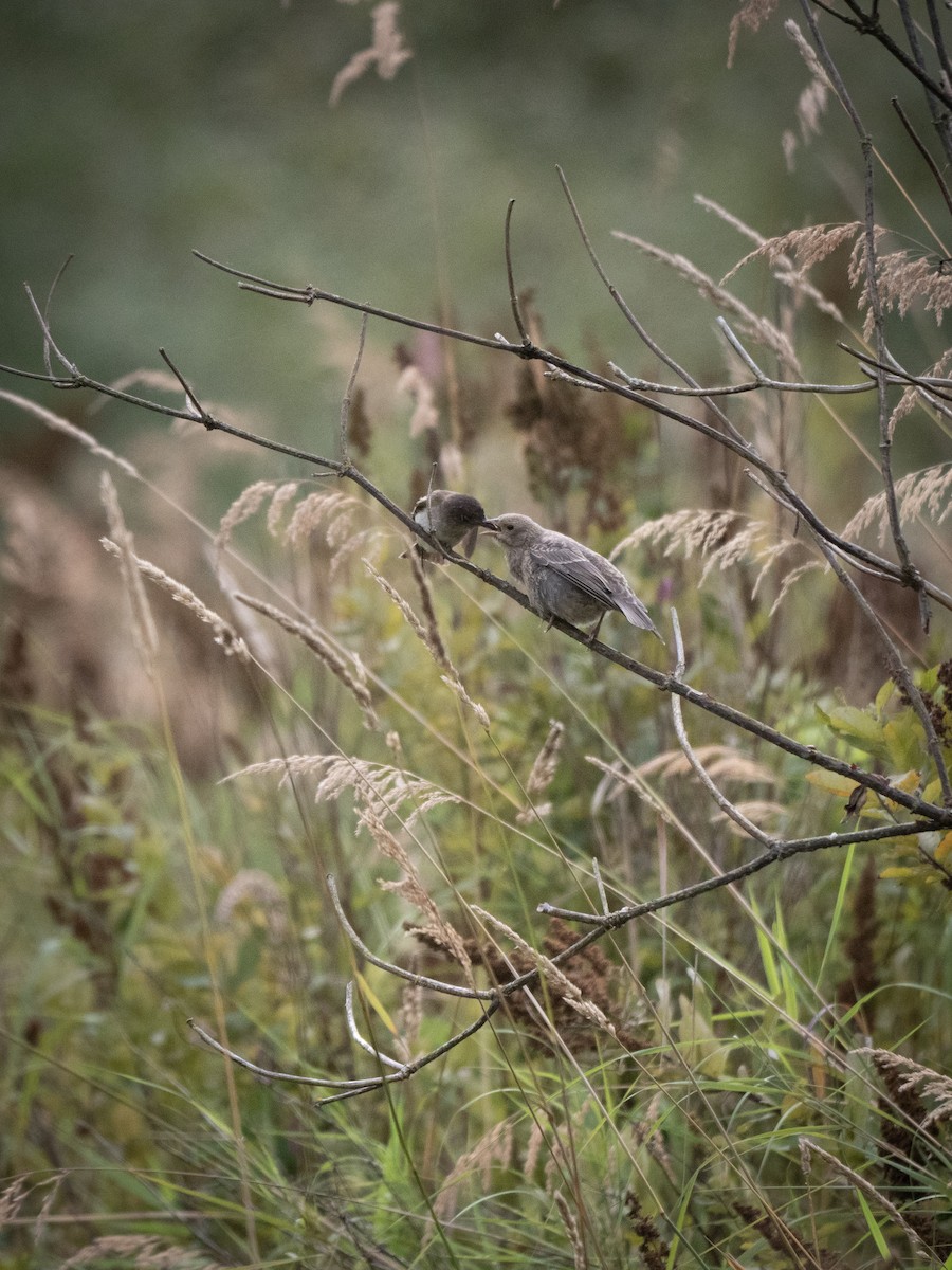Brown-headed Cowbird - ML640488497