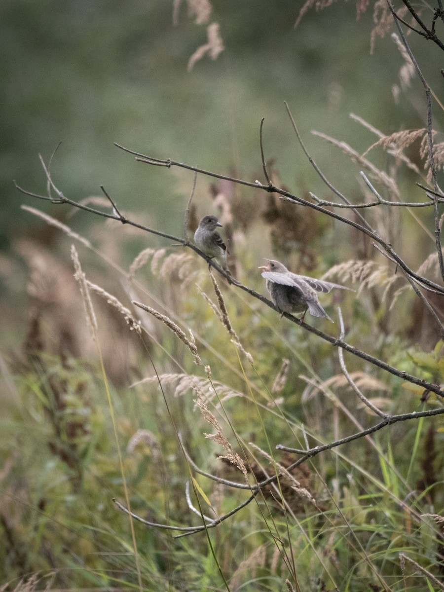 Willow Flycatcher - ML640488498