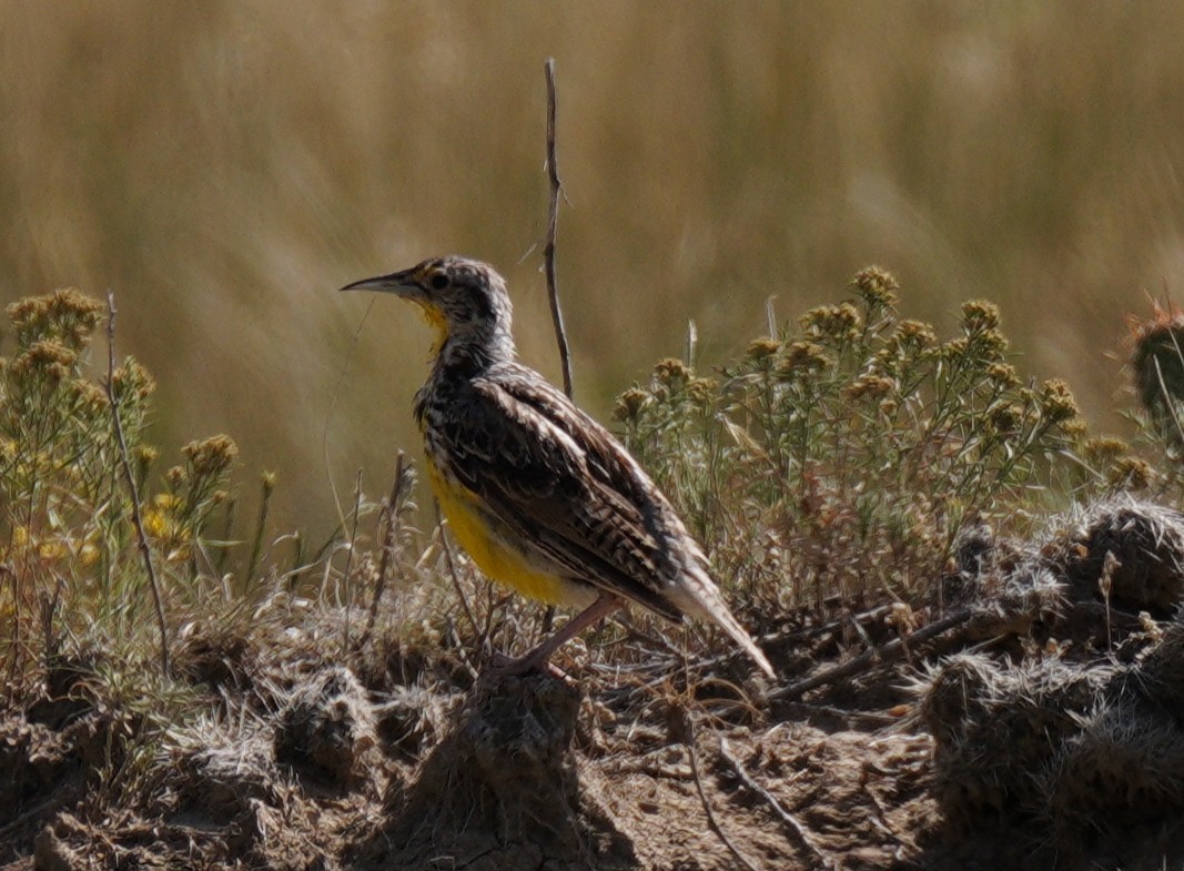 Western Meadowlark - ML640488499