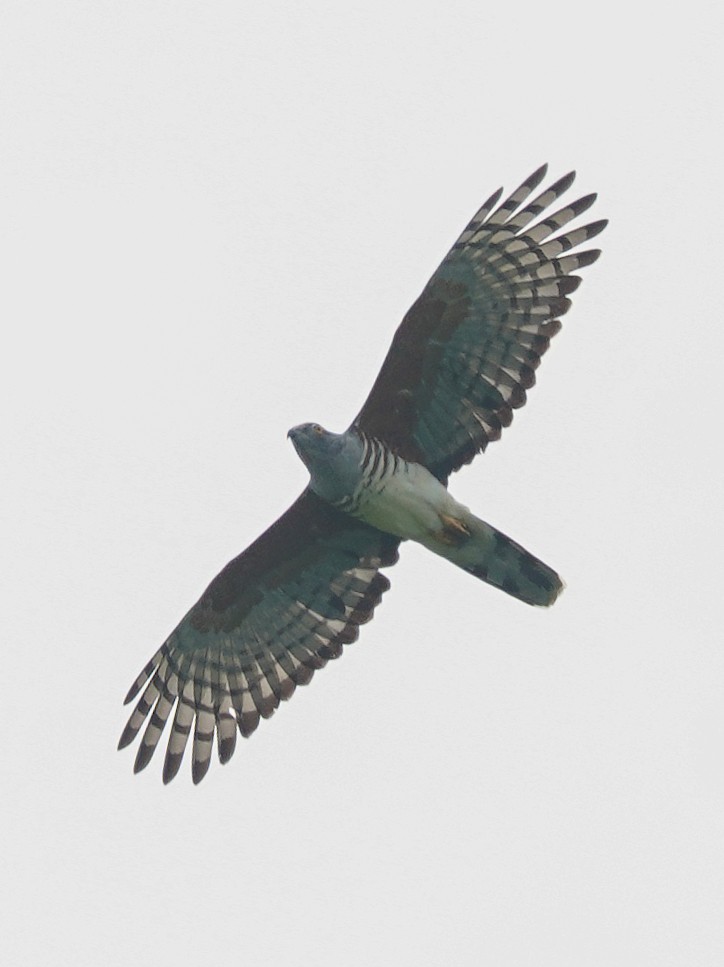 アフリカカッコウハヤブサ - ML640488655