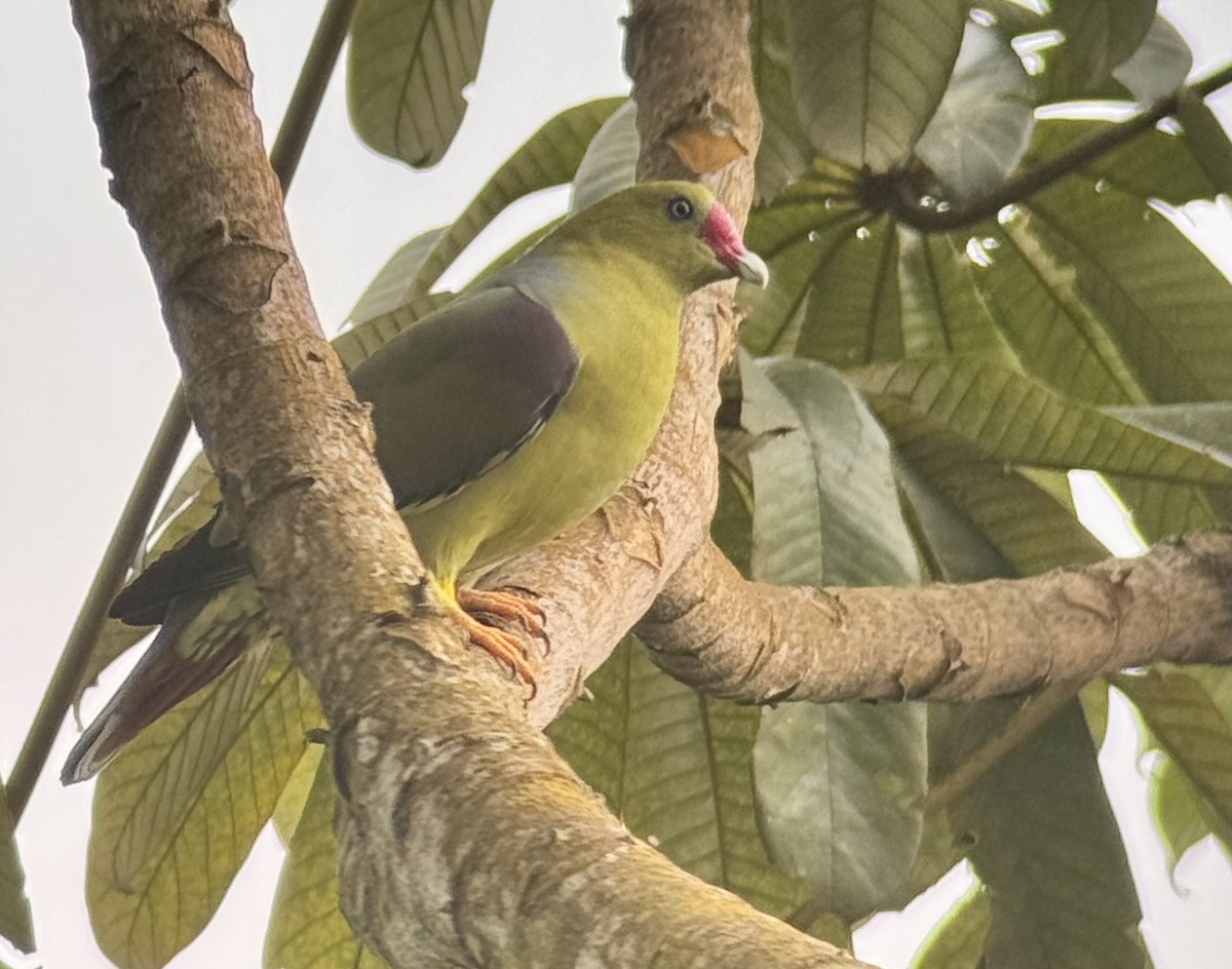 African Green-Pigeon - ML640488704