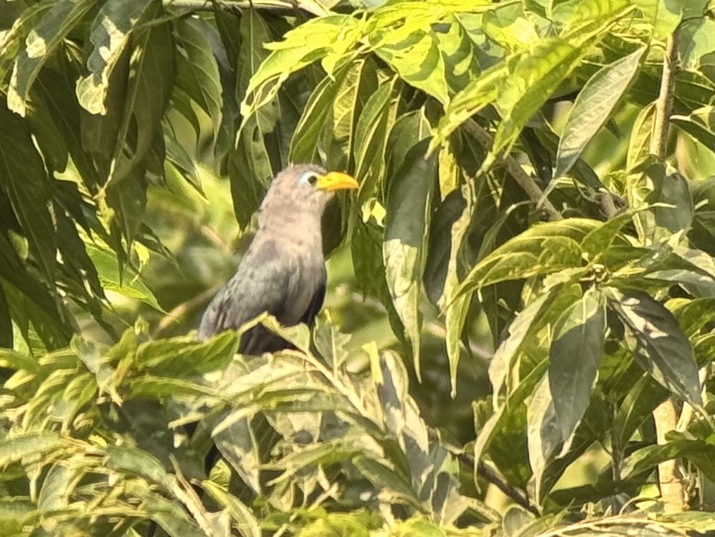 Blue Malkoha - ML640488708