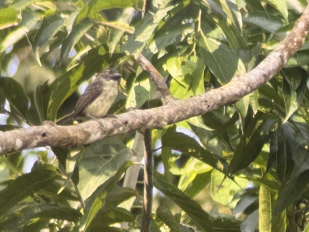 Speckled Tinkerbird - ML640488717