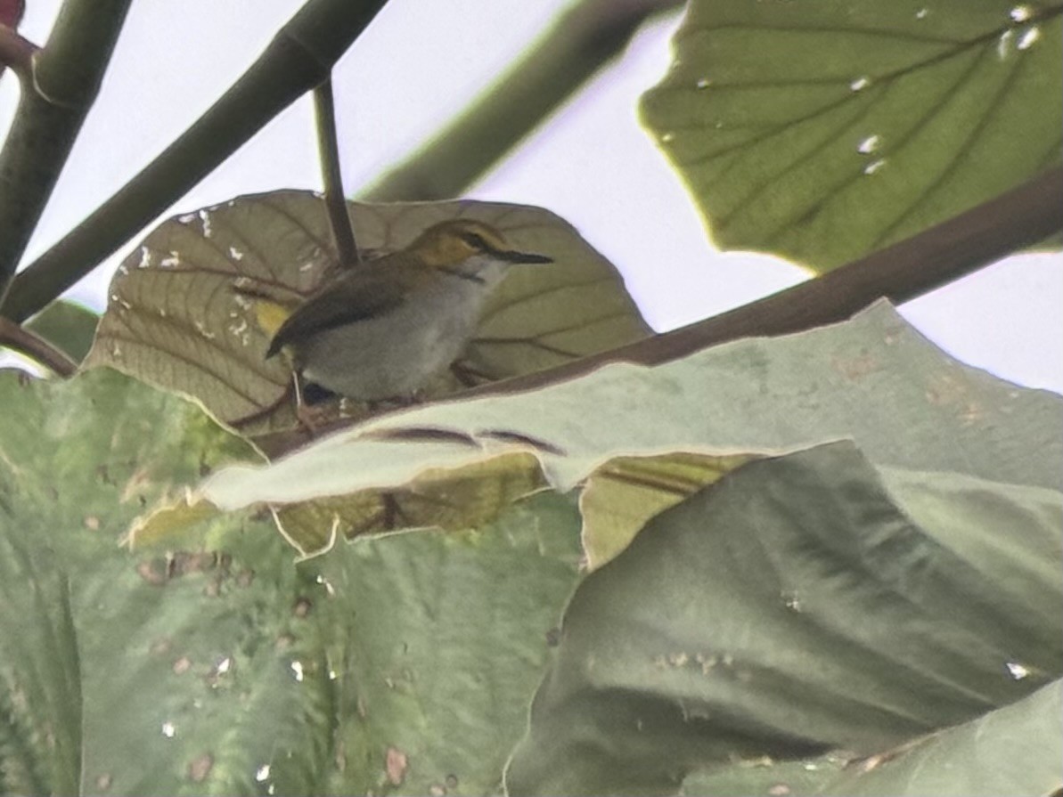 Yellow-browed Camaroptera - ML640488760