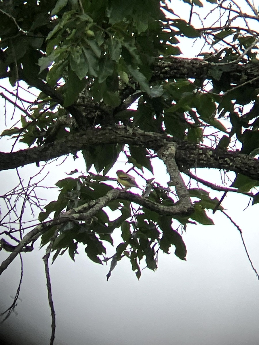 American Goldfinch - ML640488798