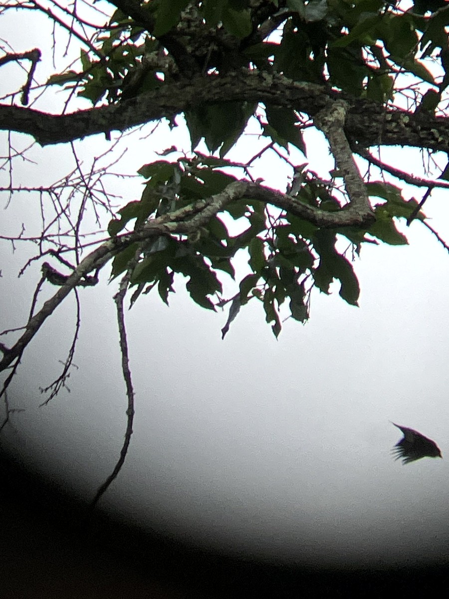 American Goldfinch - ML640488799