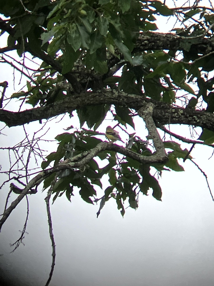 American Goldfinch - ML640488800