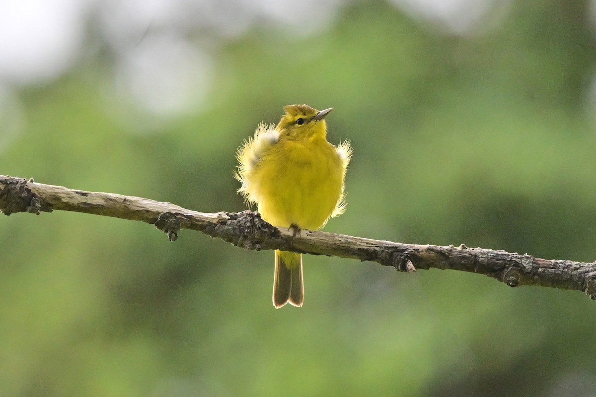 Orange-crowned Warbler - ML640488825