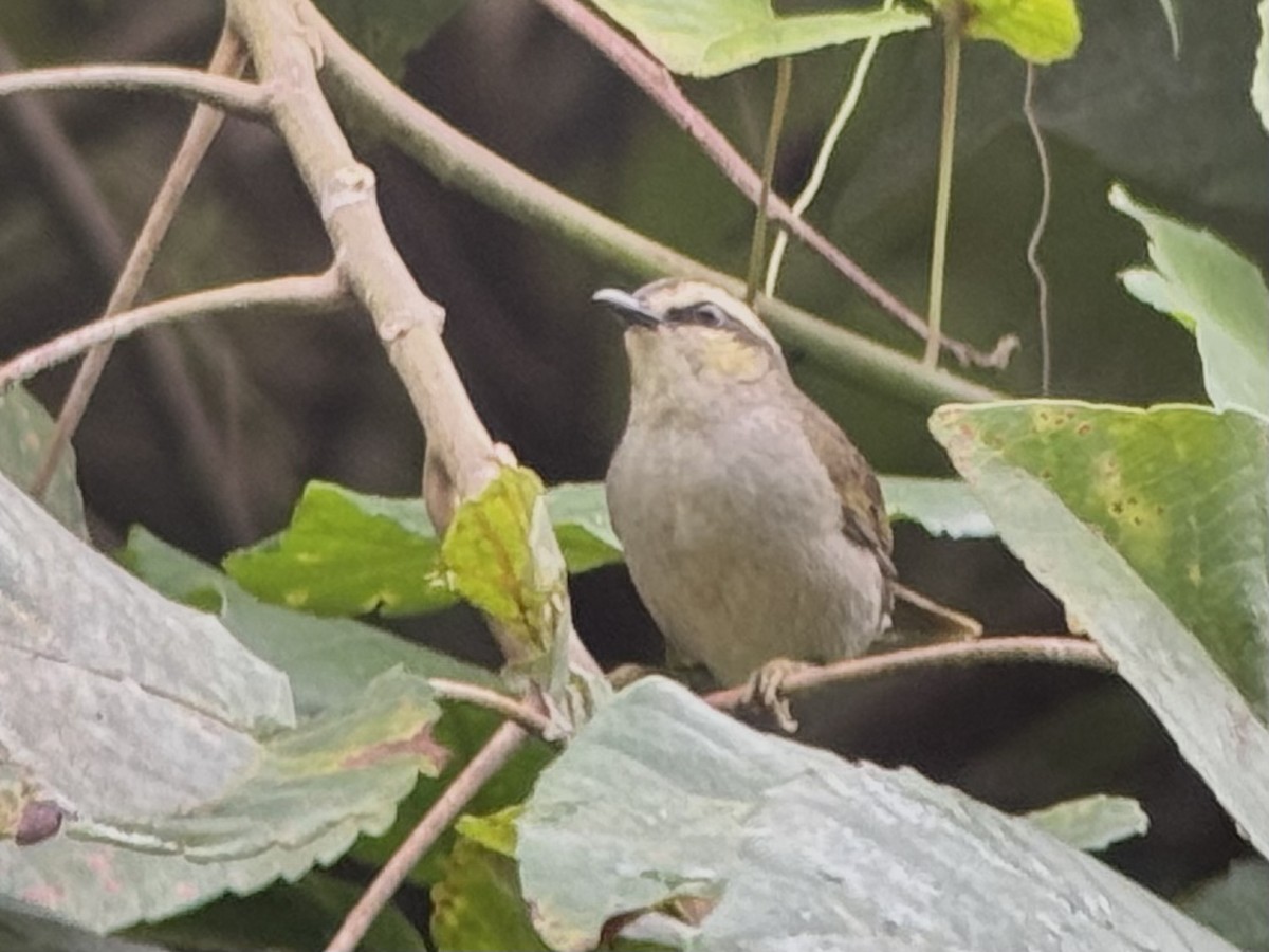 Green Hylia - ML640488851