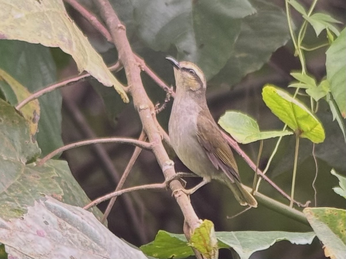 Green Hylia - ML640488852