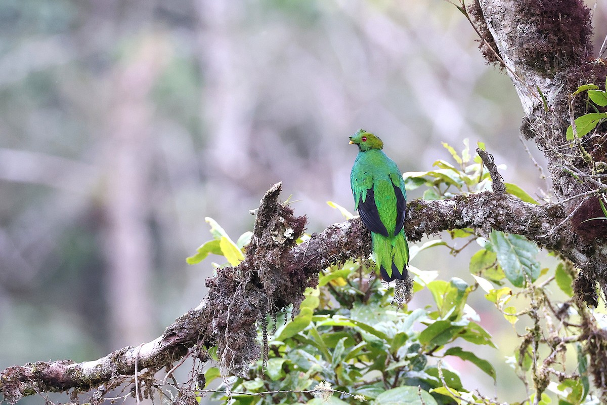 Crested Quetzal - ML640488891