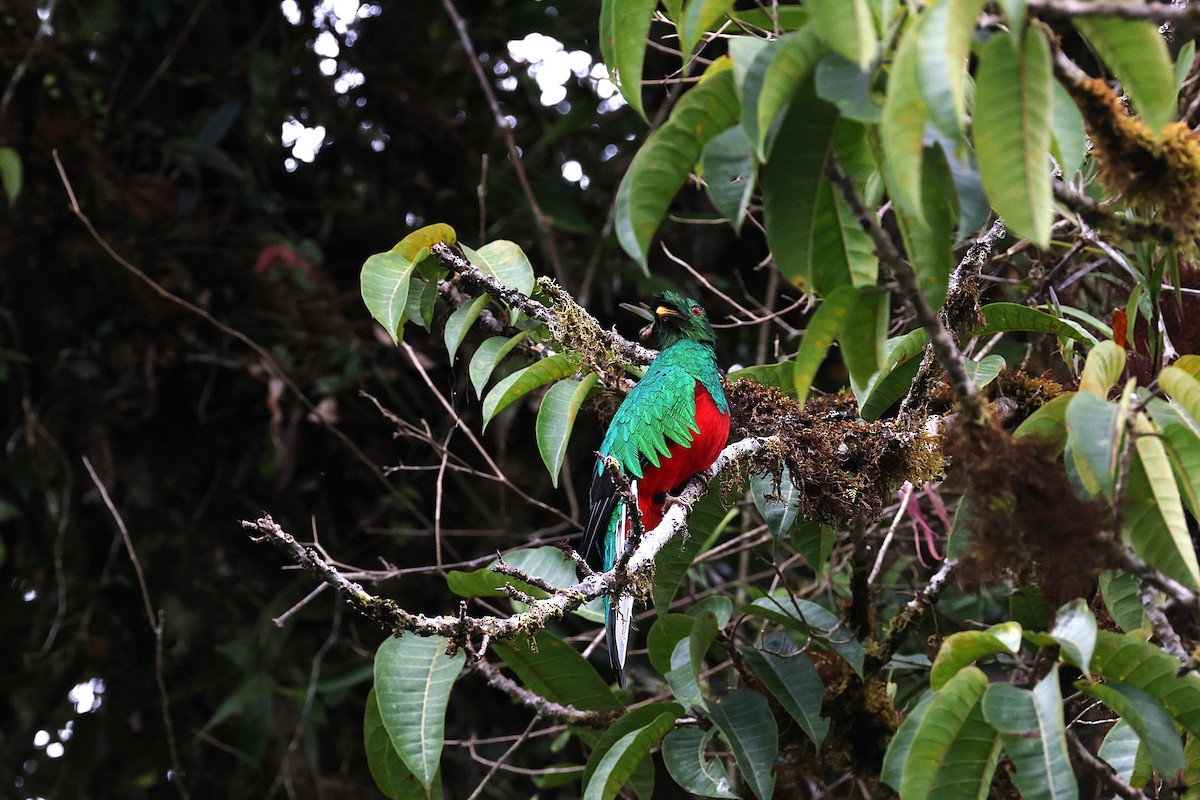 Crested Quetzal - ML640488892