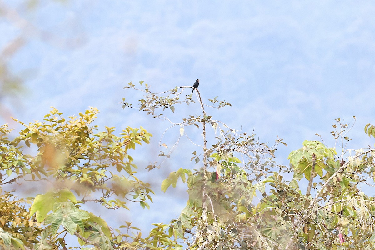 Pale-eyed Thrush - ML640488910