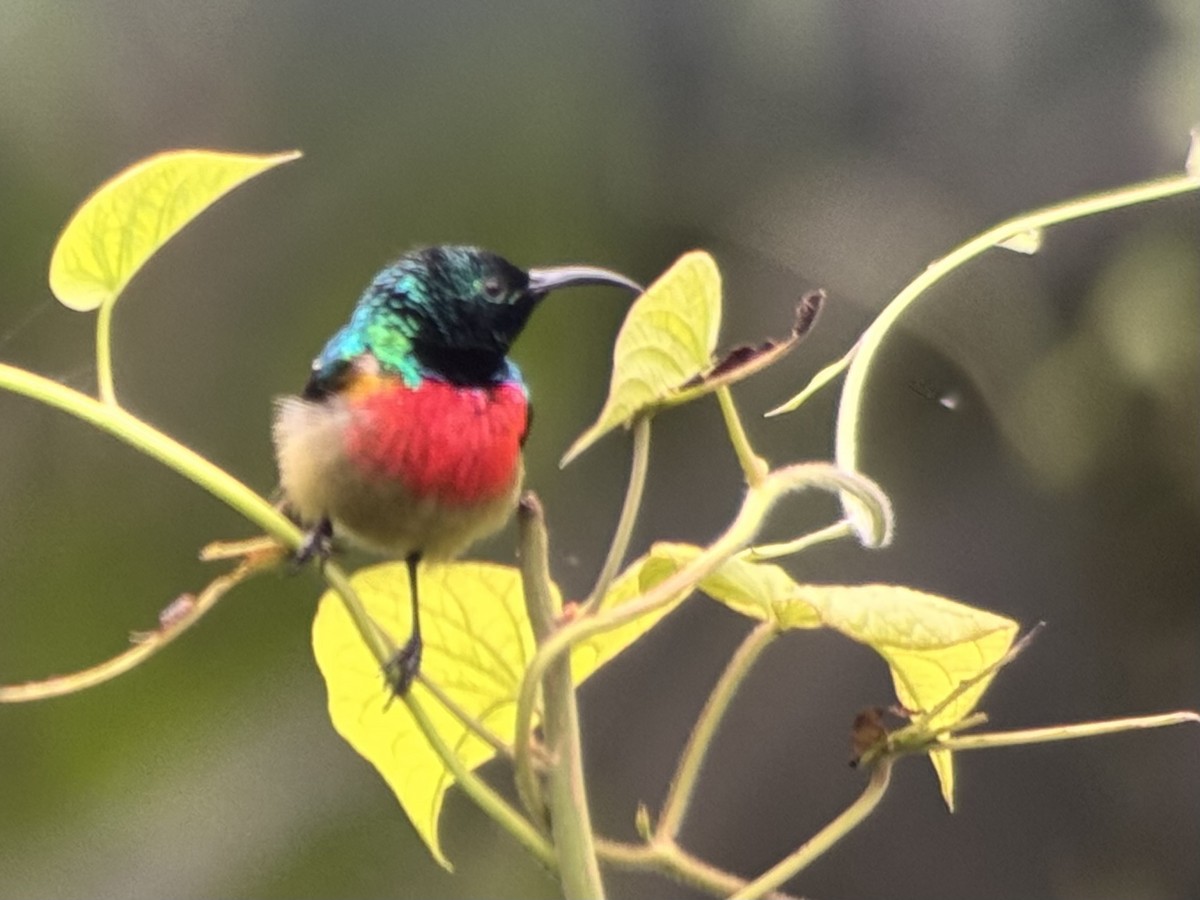 Olive-bellied Sunbird - ML640488951