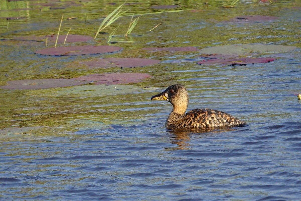 White-backed Duck - ML640488991