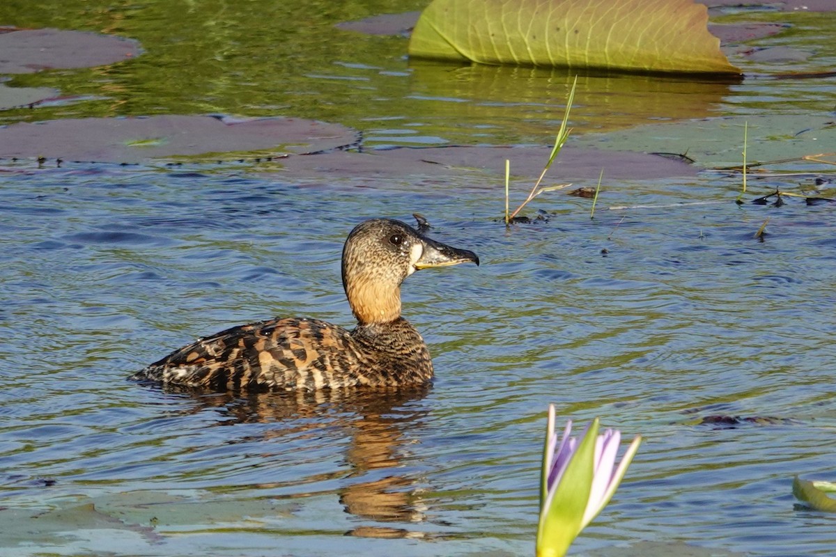 White-backed Duck - ML640488992