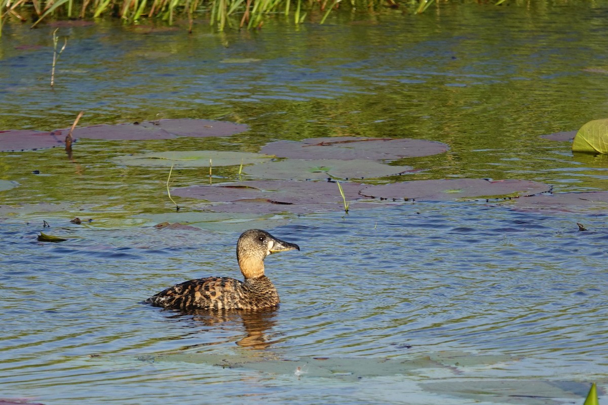 White-backed Duck - ML640488993