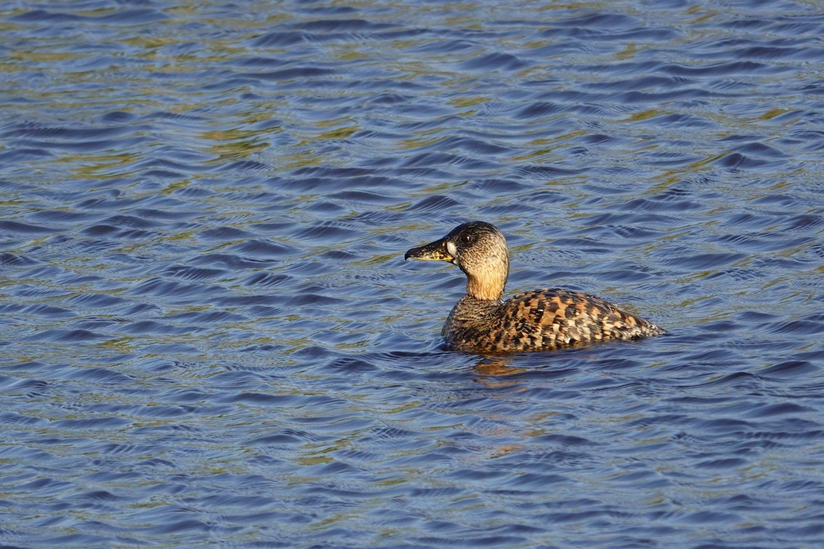 White-backed Duck - ML640488994