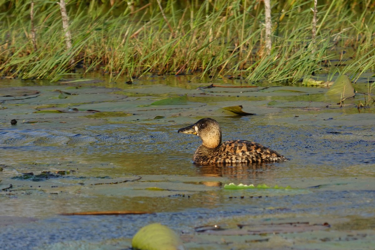 White-backed Duck - ML640488995