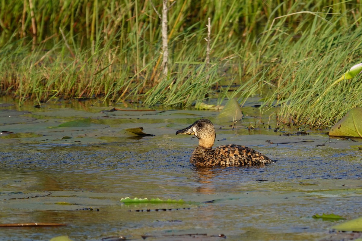 White-backed Duck - ML640488996
