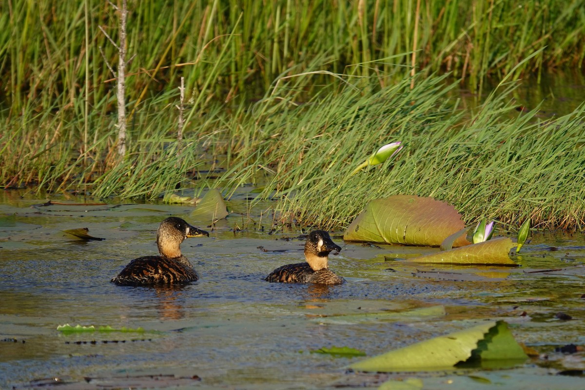 White-backed Duck - ML640488997