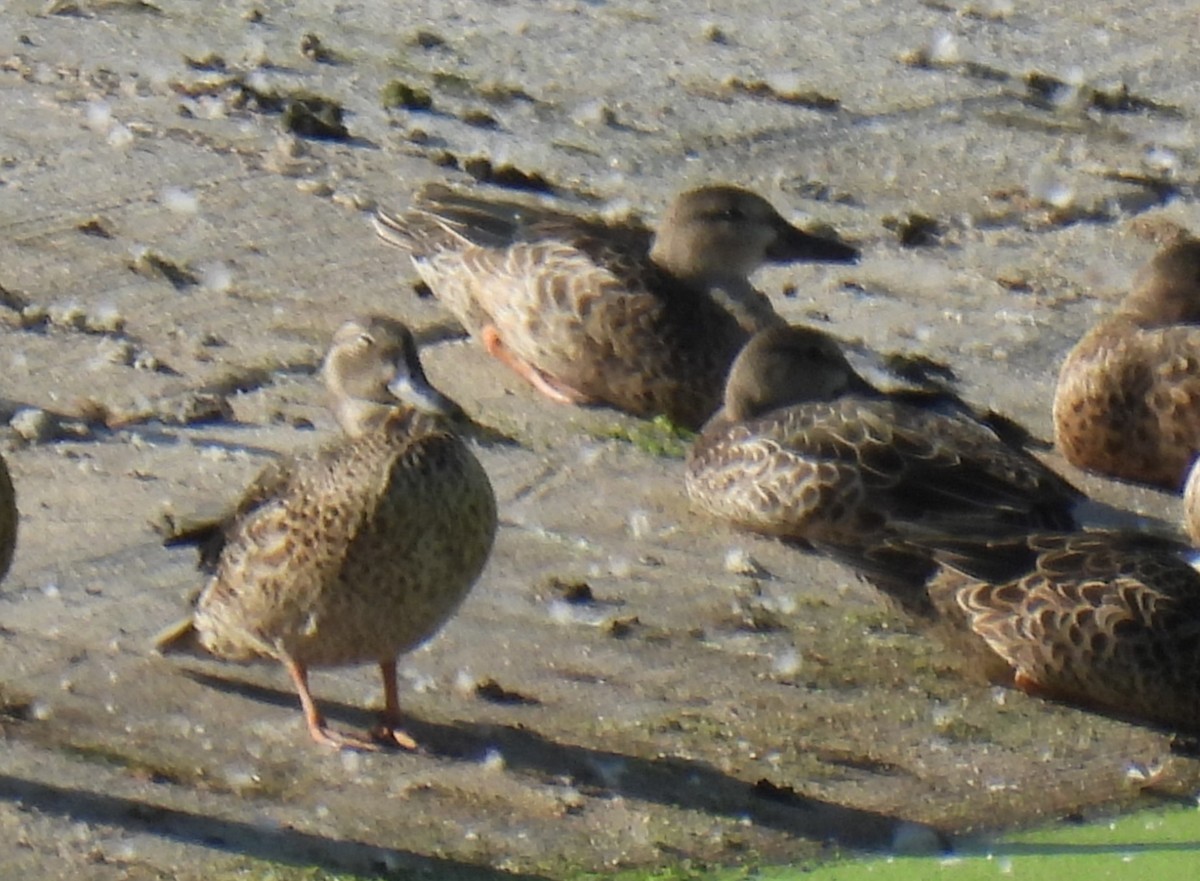 Blue-winged Teal - ML640489230