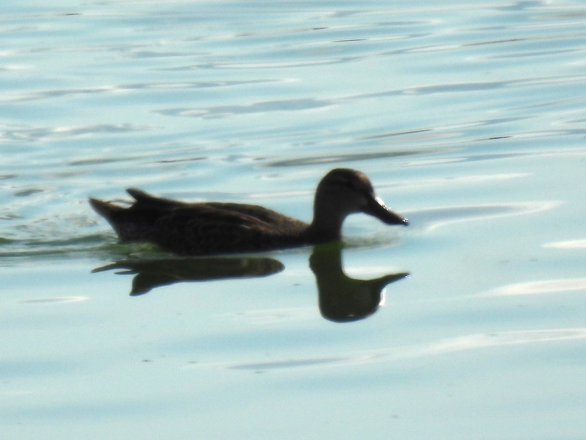 Blue-winged Teal - ML640489269