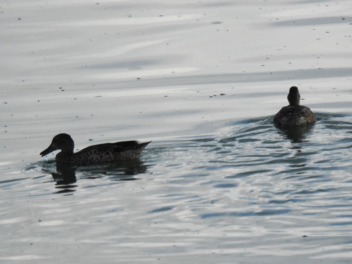Blue-winged Teal - ML640489306