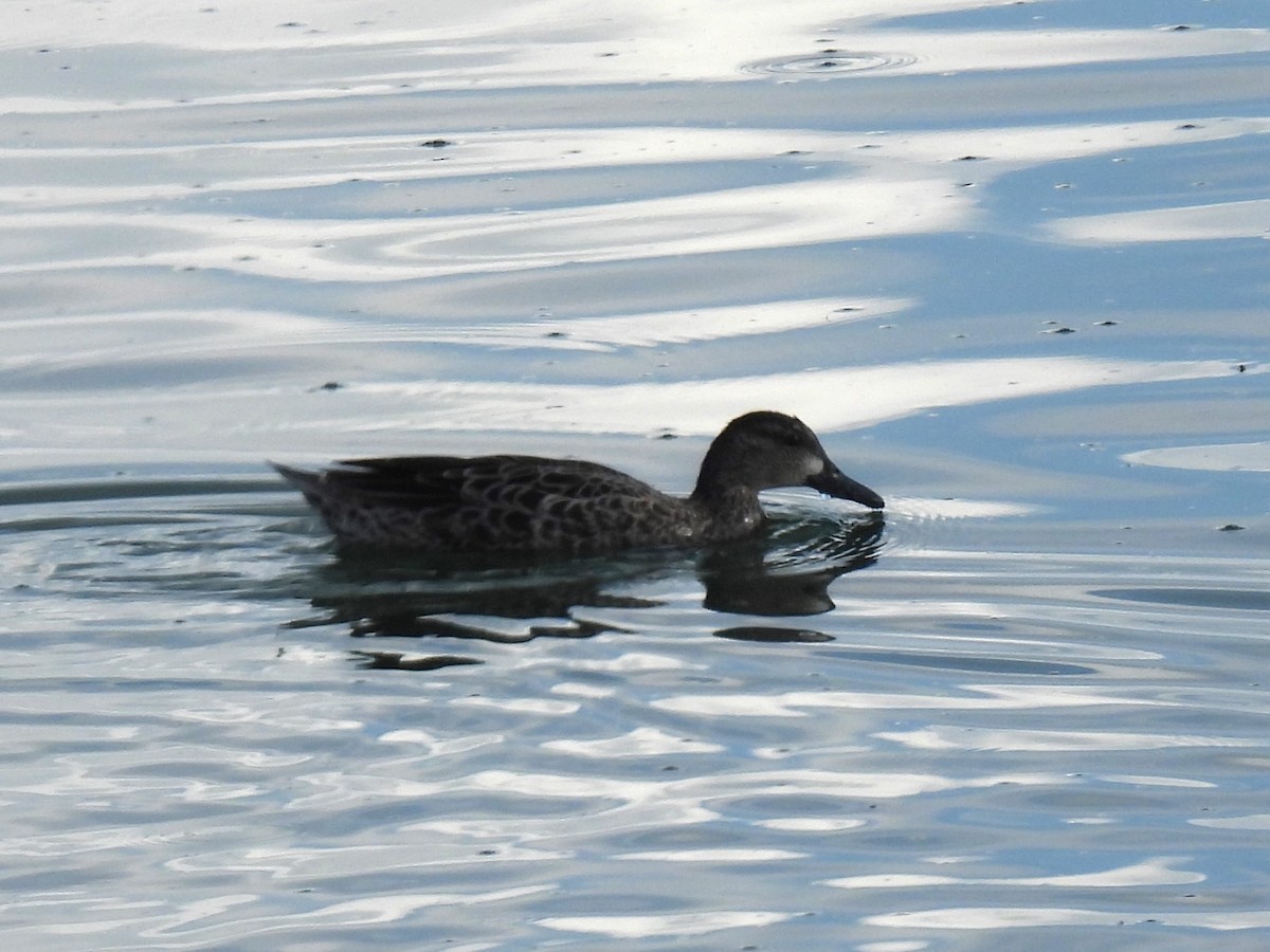Blue-winged Teal - ML640489307