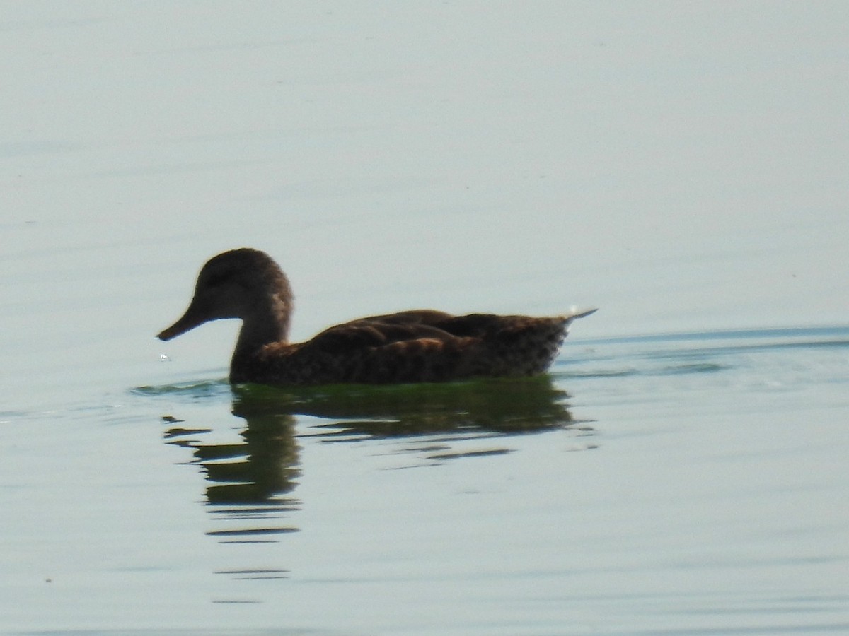 Gadwall - ML640489403
