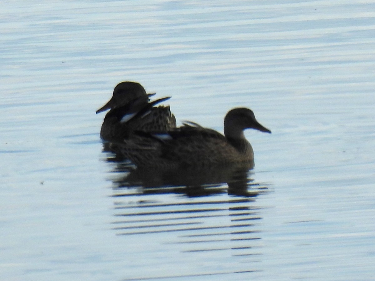 Gadwall - ML640489404