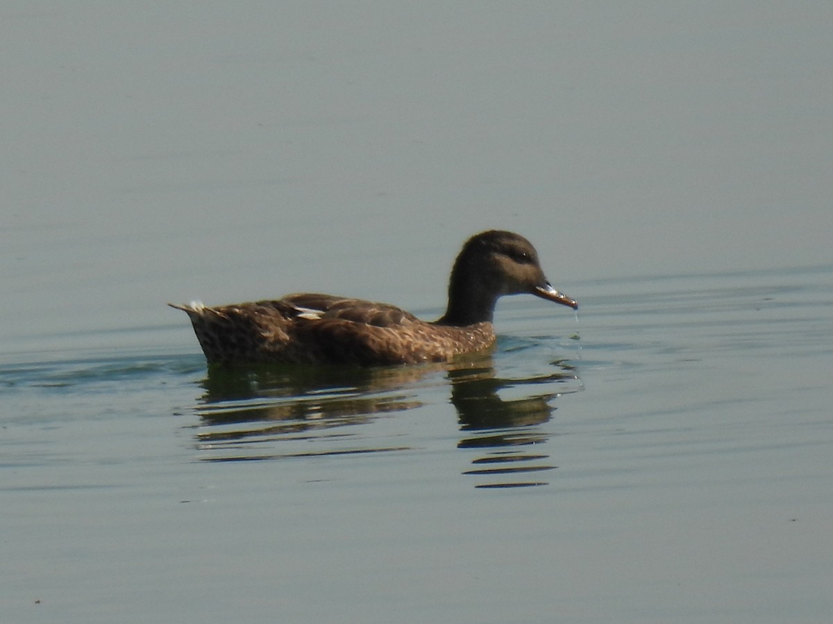 Gadwall - ML640489405