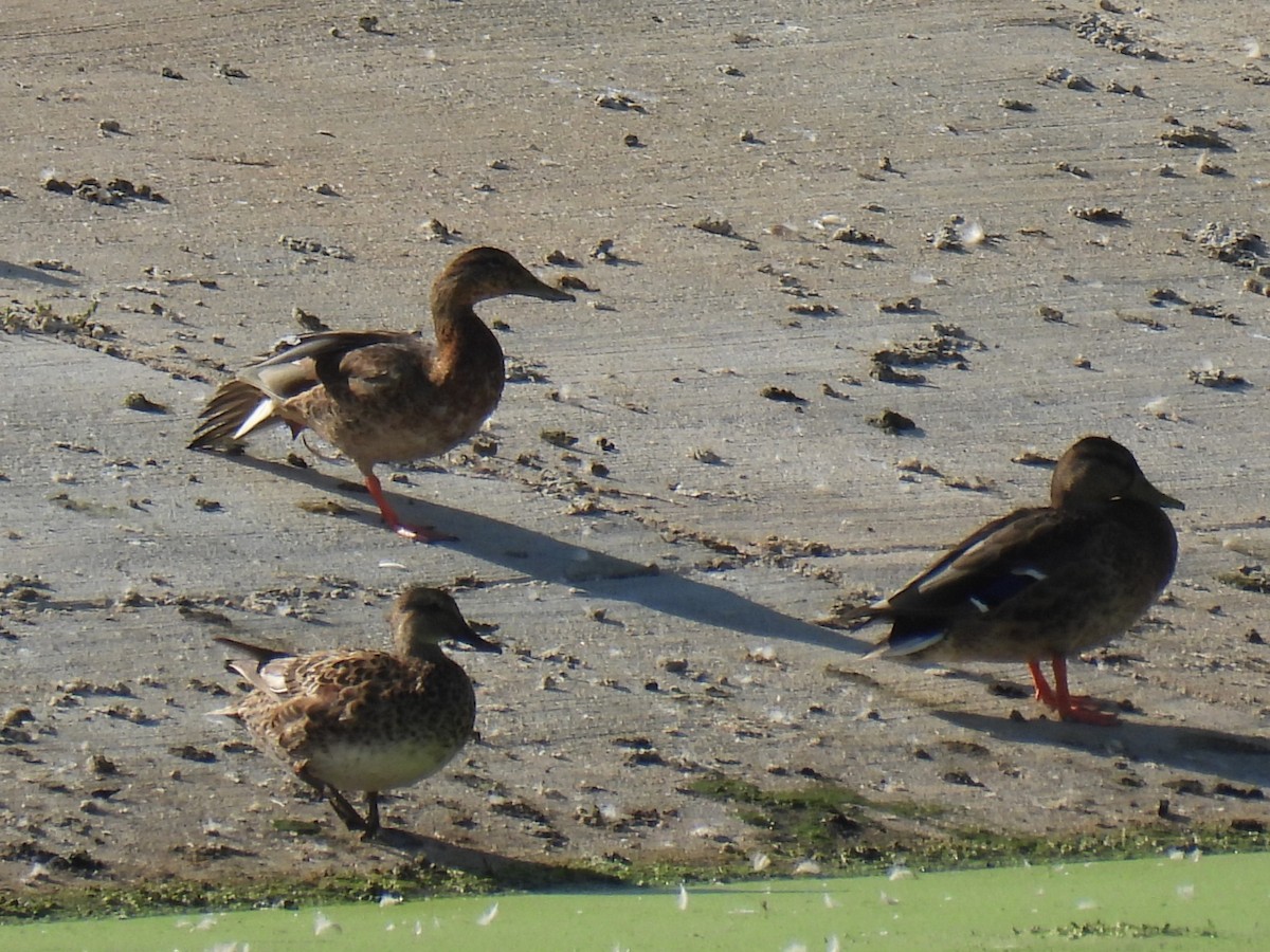 Gadwall - ML640489406