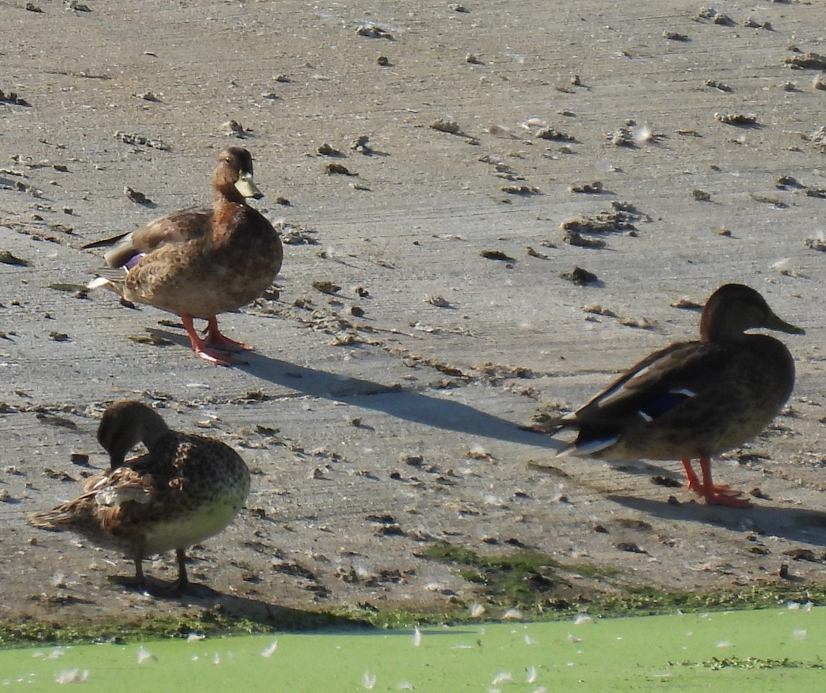 Gadwall - ML640489407