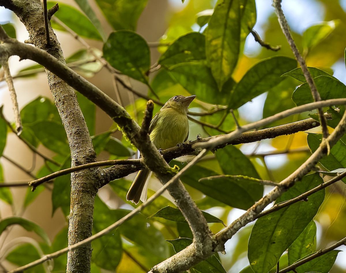 Orange-eyed Flatbill - ML640489480