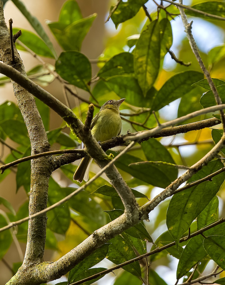 Orange-eyed Flatbill - ML640489481