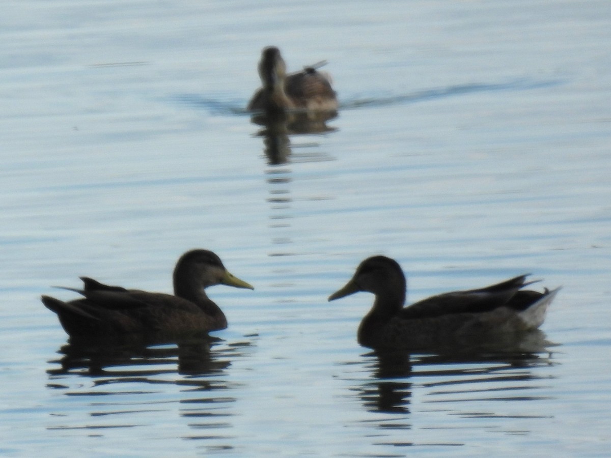 Зэрлэг нугас - ML640489495