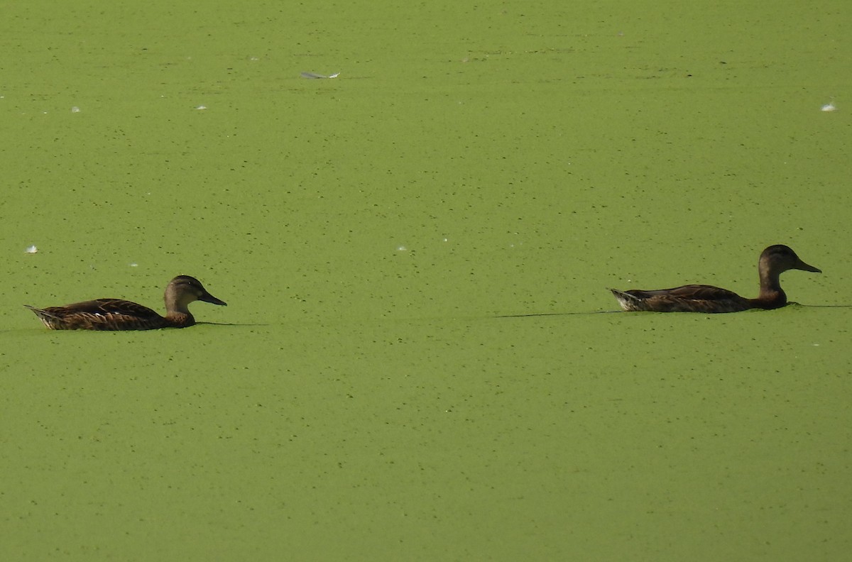 Зэрлэг нугас - ML640489496