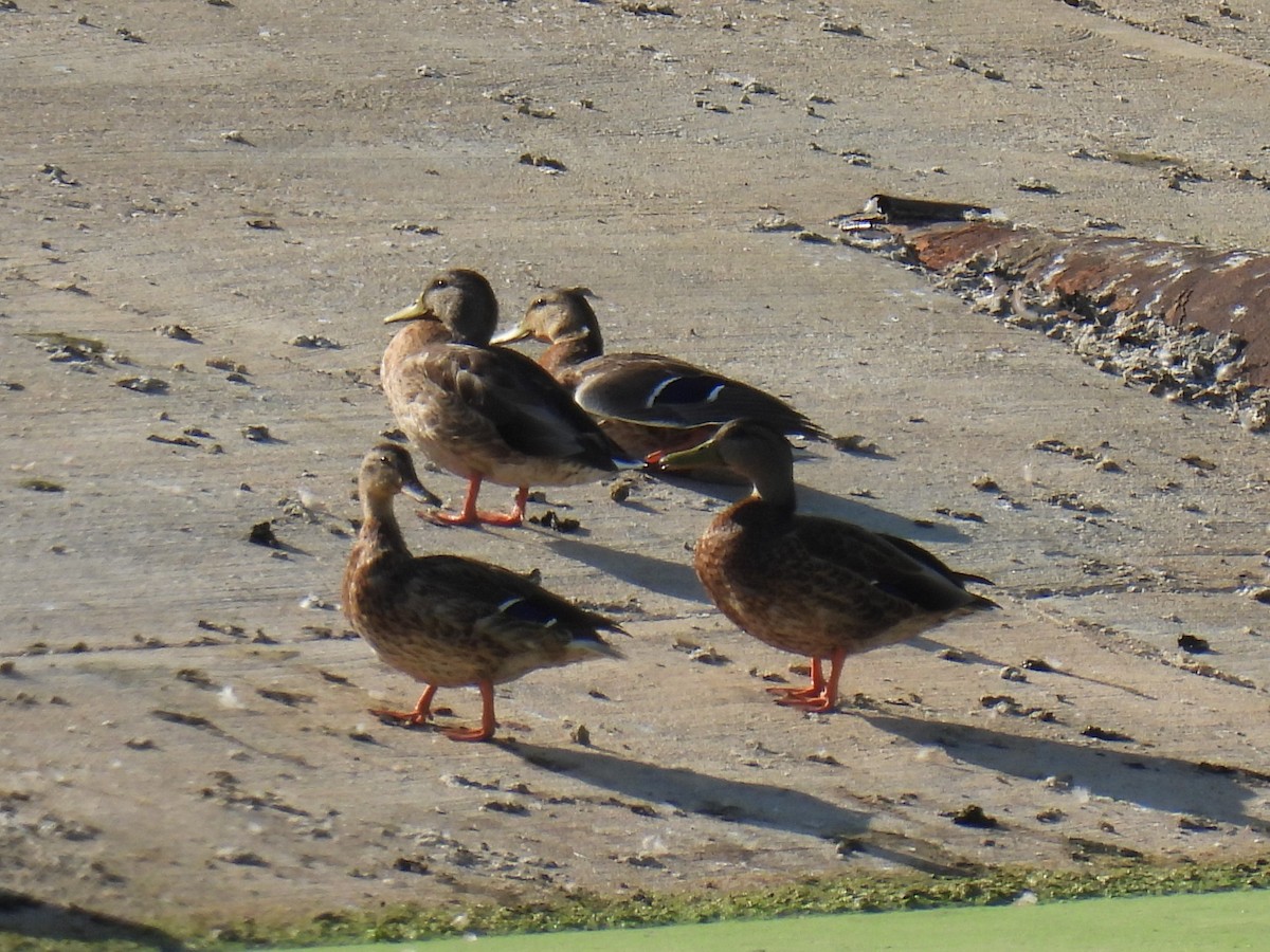 Зэрлэг нугас - ML640489500