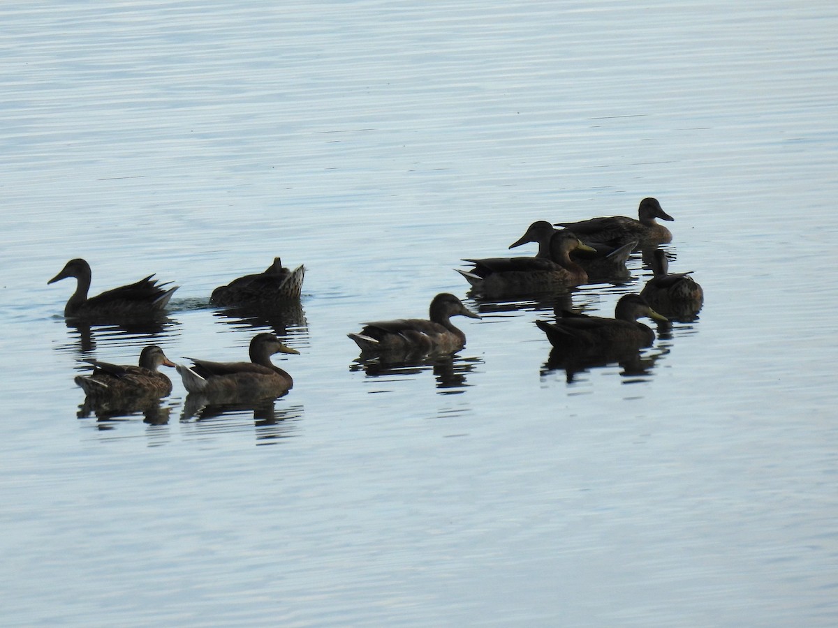 Зэрлэг нугас - ML640489504