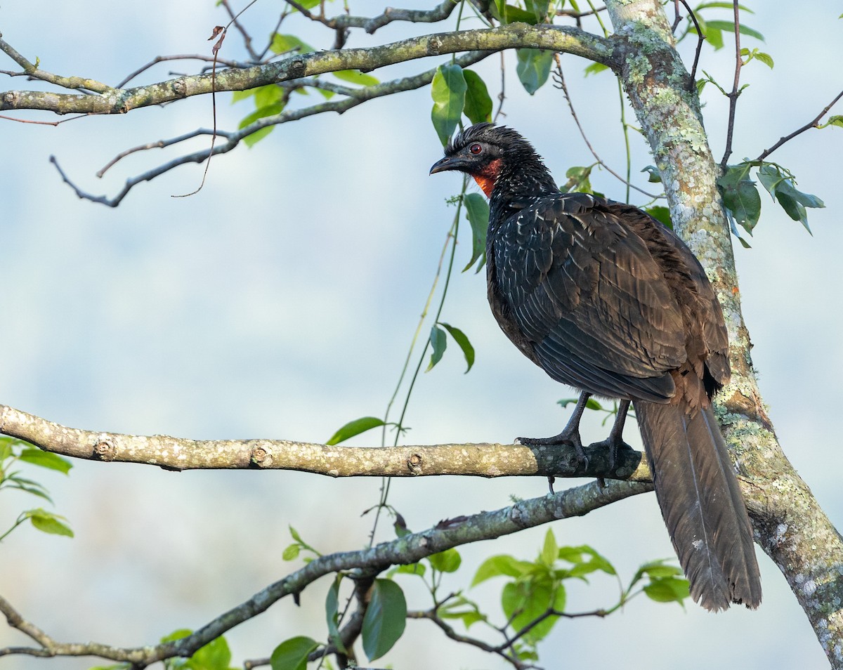Dusky-legged Guan - ML640489637