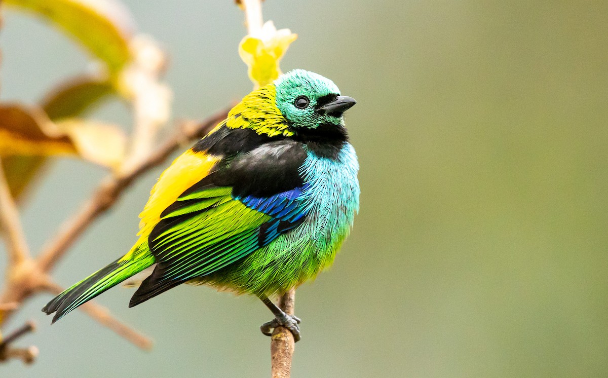 Green-headed Tanager - ML640489648