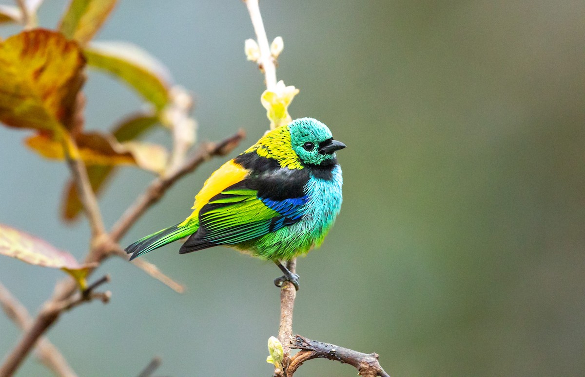 Green-headed Tanager - ML640489649