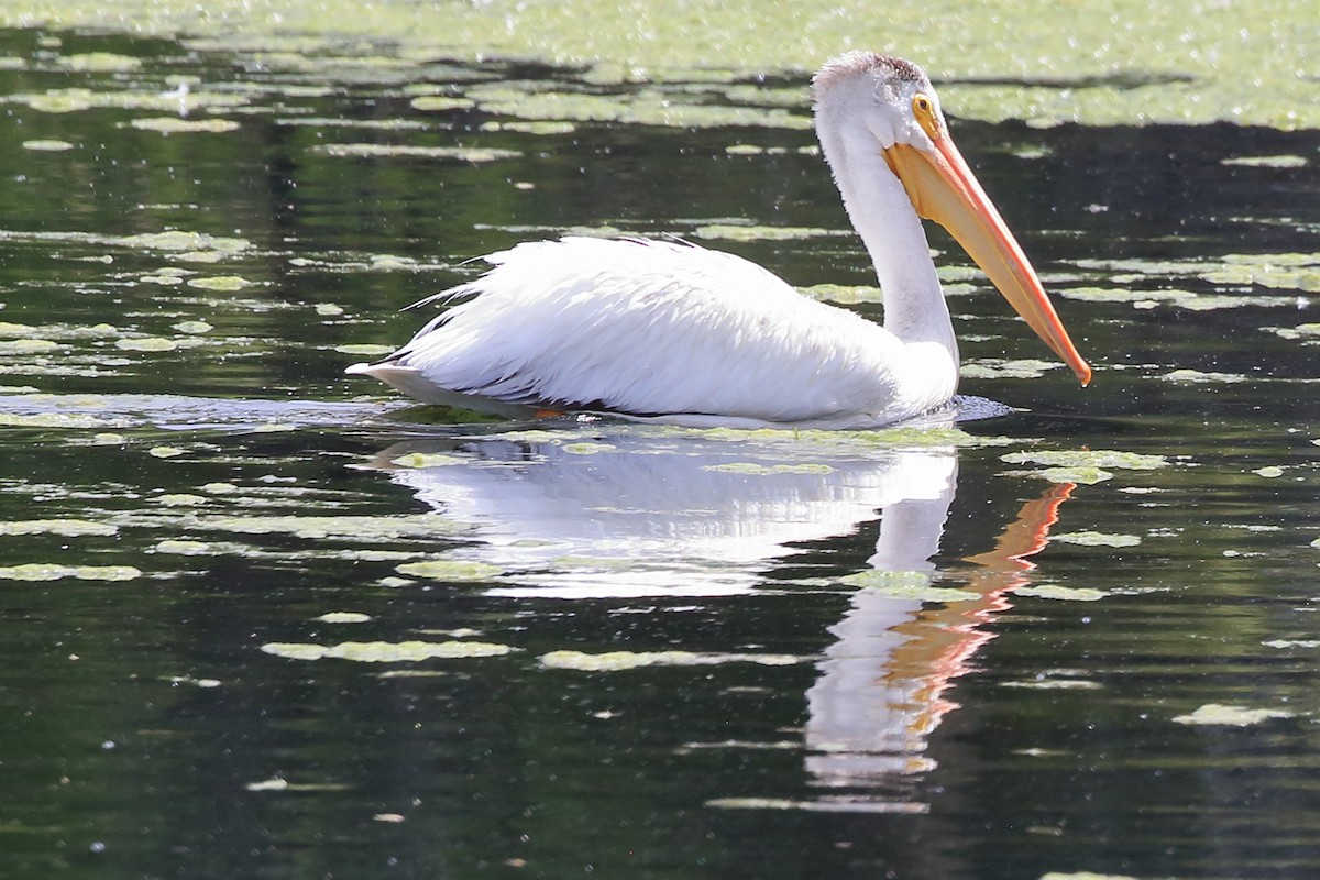 American White Pelican - ML640489798
