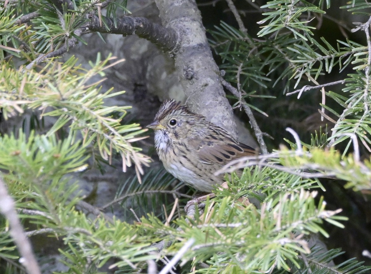 Lincoln's Sparrow - ML640489814